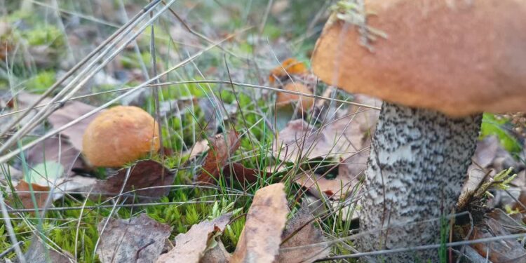 Grzybobranie w lubuskich lasach w pełni