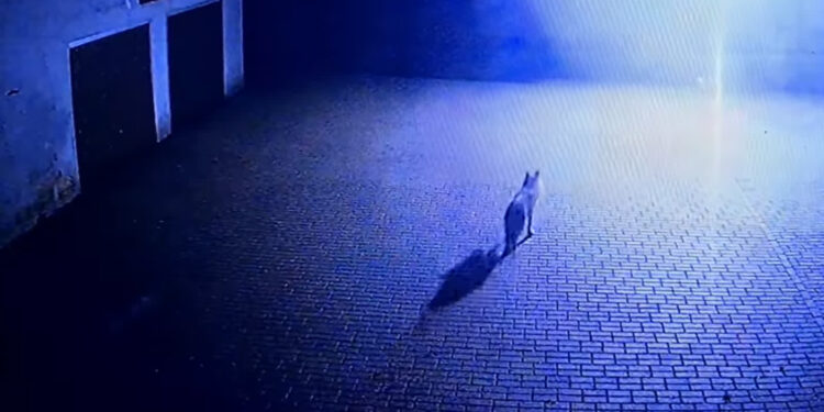 Druhowie OSP ze Ściechowa ostrzegają mieszkańców przed wilkami