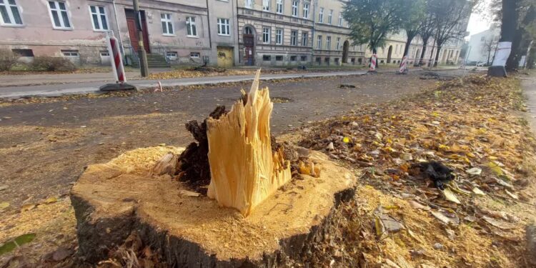 Kolejna wycinka bulwersuje mieszkańców
