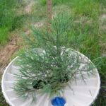 facebook.com/innekogorzow