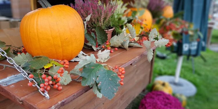 Nie wywoźcie dyni do lasu