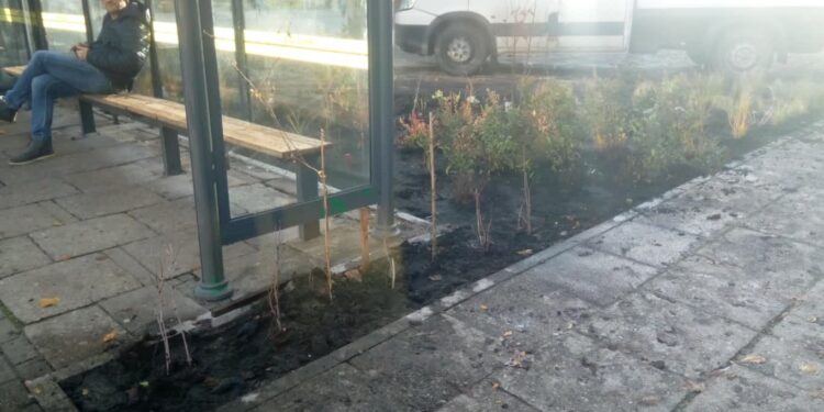 Więcej zieleni w centrum