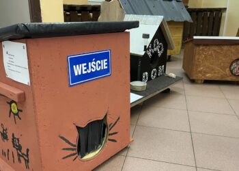 Oryginalne budki dla bezdomnych kotów