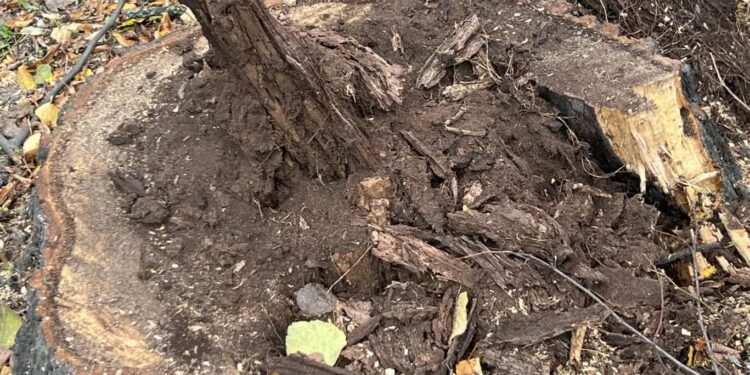 Wycięte z Kosynierów Gdyńskich drzewa trafią do „Ogrodnika”