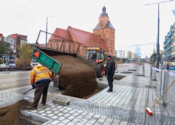 Trwa zazielenianie centrum Gorzowa