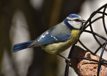 Jak karmić ptaki zimą, aby im nie szkodzić
