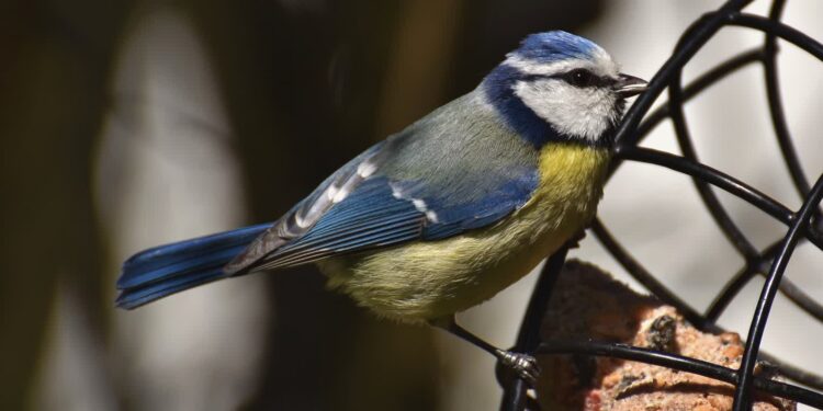 Jak karmić ptaki zimą, aby im nie szkodzić