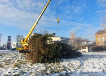 W Gorzowie ustawiają choinki