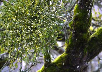 Jemioły jest coraz więcej i arboryści nie dają rady z nią walczyć