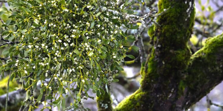 Jemioły jest coraz więcej i arboryści nie dają rady z nią walczyć