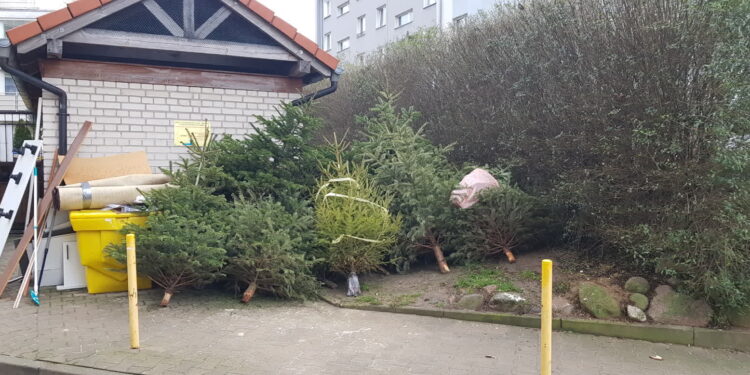 Kiedy będą odbierać choinki?