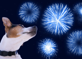 Jak zadbać o psa w Sylwestra? Poznaj rady behawiorysty