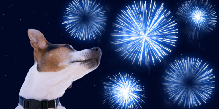 Jak zadbać o psa w Sylwestra? Poznaj rady behawiorysty