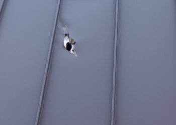 Drzewo uszkodziło elewację nowej hali