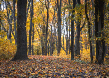 Fot. Łukasz Kulczyński