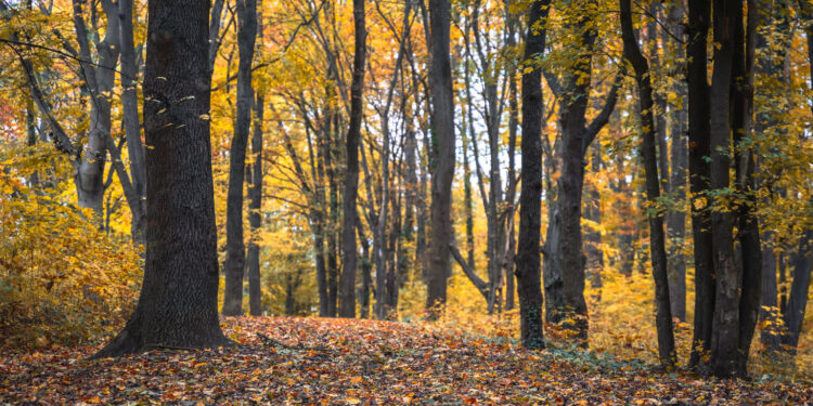 Fot. Łukasz Kulczyński