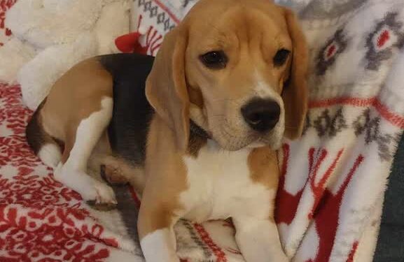 Jak pomóc zwierzętom przetrwać Sylwestra?