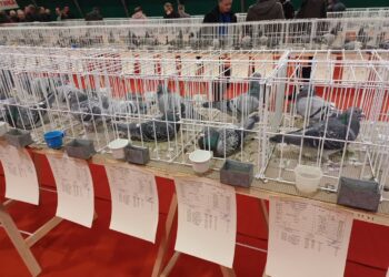 Wystawa Gołębi Pocztowych w Przyborowie