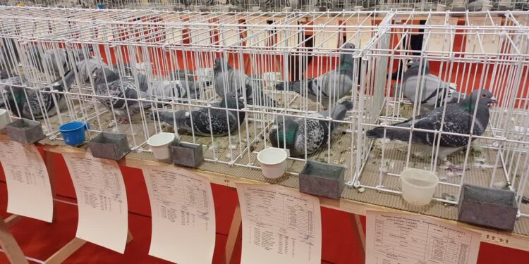 Wystawa Gołębi Pocztowych w Przyborowie