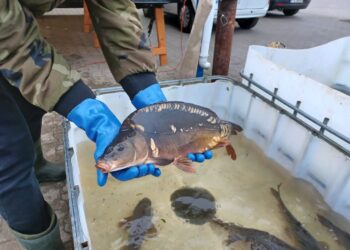 Fot. Tomasz Krawczyk