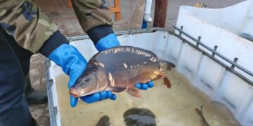 Fot. Tomasz Krawczyk