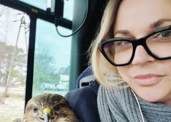 Myszołów uderzył w miejski autobus w Warszawie. Ptak zostanie przewieziony do Ptasiego Azylu