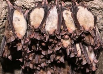 Liczą 40 tys. nietoperzy 12 gatunków, żyjących w Międzyrzeckim Rejonie Umocnionym