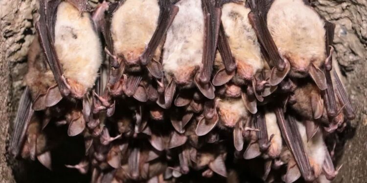 Liczą 40 tys. nietoperzy 12 gatunków, żyjących w Międzyrzeckim Rejonie Umocnionym