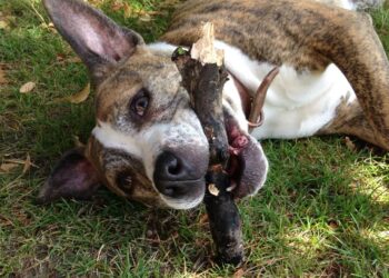 Ekspert mówi kiedy pies staje się agresywny