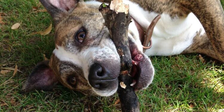 Ekspert mówi kiedy pies staje się agresywny