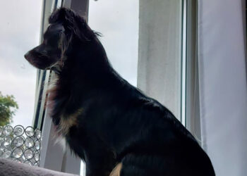 Petycja o czipowanie zwierząt