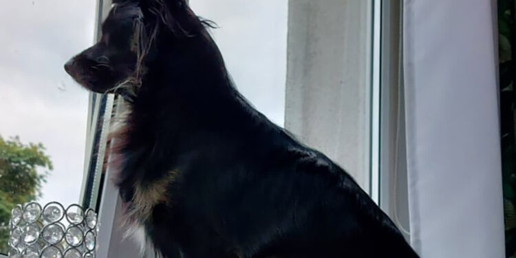 Petycja o czipowanie zwierząt