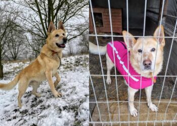 Do serca przytul psa