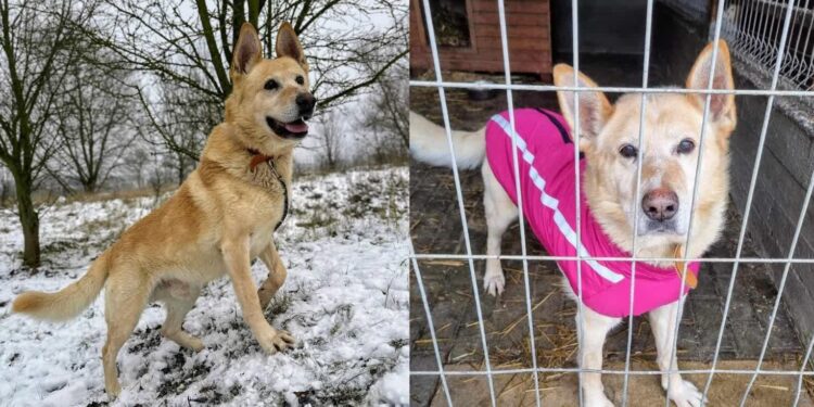 Do serca przytul psa