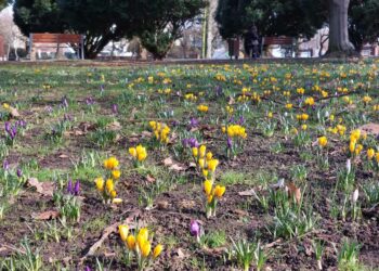 Tysiące krokusów rozkwita w „parku róż”