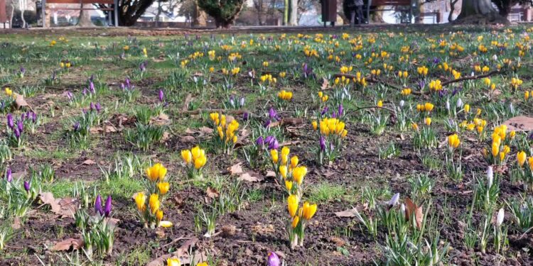 Tysiące krokusów rozkwita w „parku róż”