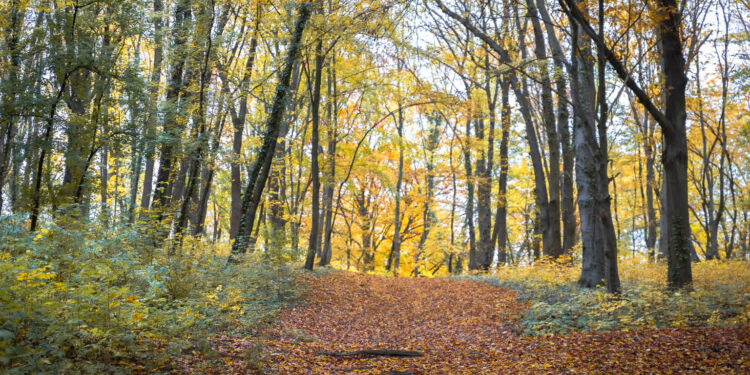 Fot. Łukasz Kulczyński