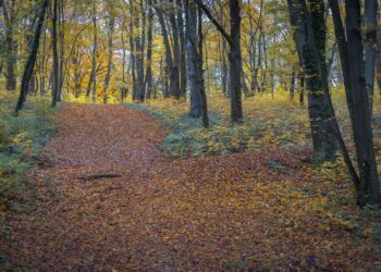 Kończy się przetarg na Dirt Park. Urzędnicy czekają jeszcze na oferty