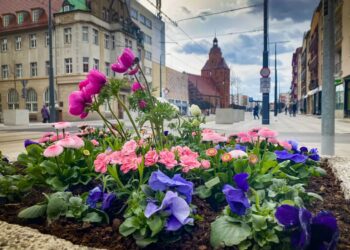 Wkrótce ruszą wiosenne nasadzenia