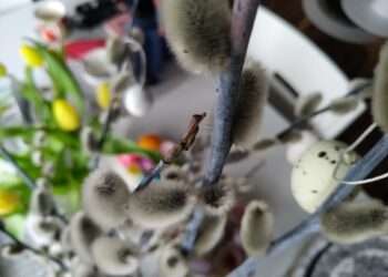 Fot. Piotr Wiśniewski