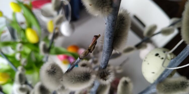 Fot. Piotr Wiśniewski