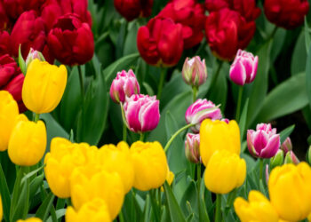 Zaczyna się astronomiczna wiosna. Na niebie interesujące obiekty astronomiczne