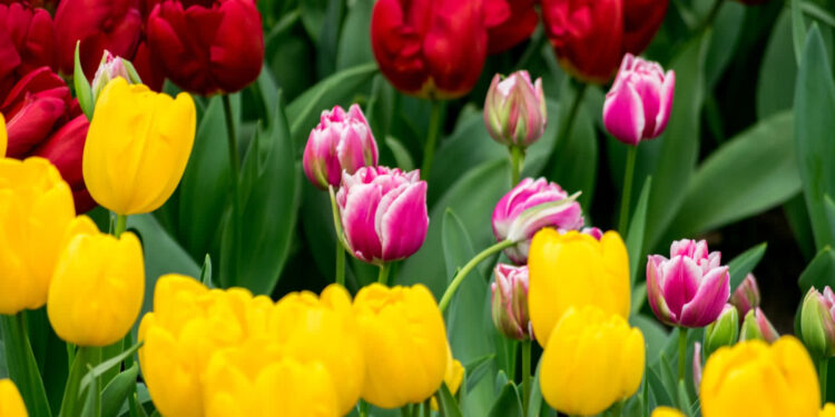 Zaczyna się astronomiczna wiosna. Na niebie interesujące obiekty astronomiczne