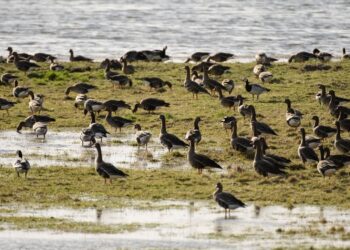 Migracja ptaków ruszyła w Parku Narodowym „Ujście Warty”