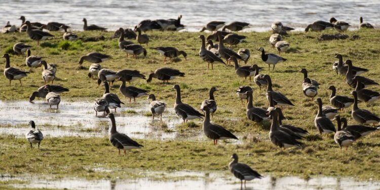 Migracja ptaków ruszyła w Parku Narodowym „Ujście Warty”