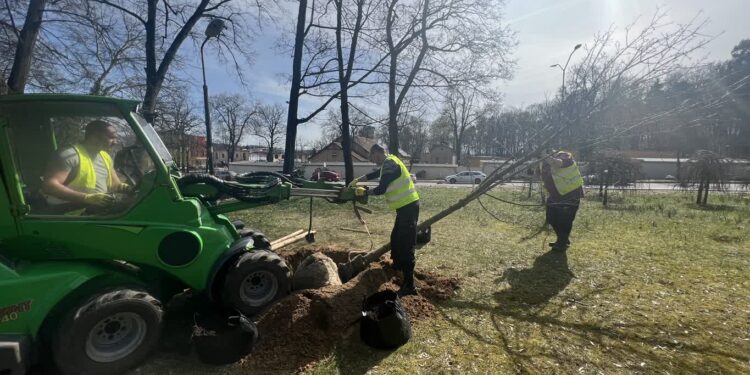 Nowe drzewa w centrum