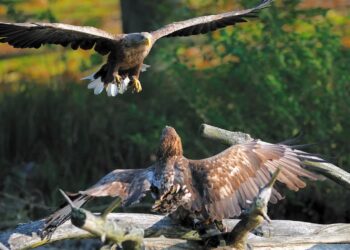 Bielik zwiastunem wiosny. W regionie do lęgów przygotowuje się już ponad 100 par