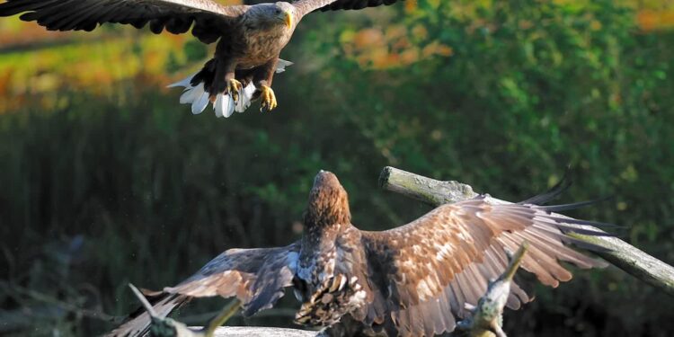 Bielik zwiastunem wiosny. W regionie do lęgów przygotowuje się już ponad 100 par
