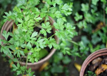 Przedszkolaki proszą o pomoc w walce o „Ogród ze smakiem”