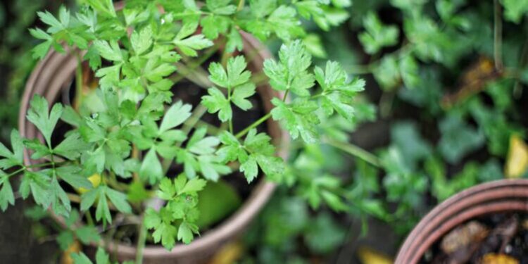 Przedszkolaki proszą o pomoc w walce o „Ogród ze smakiem”